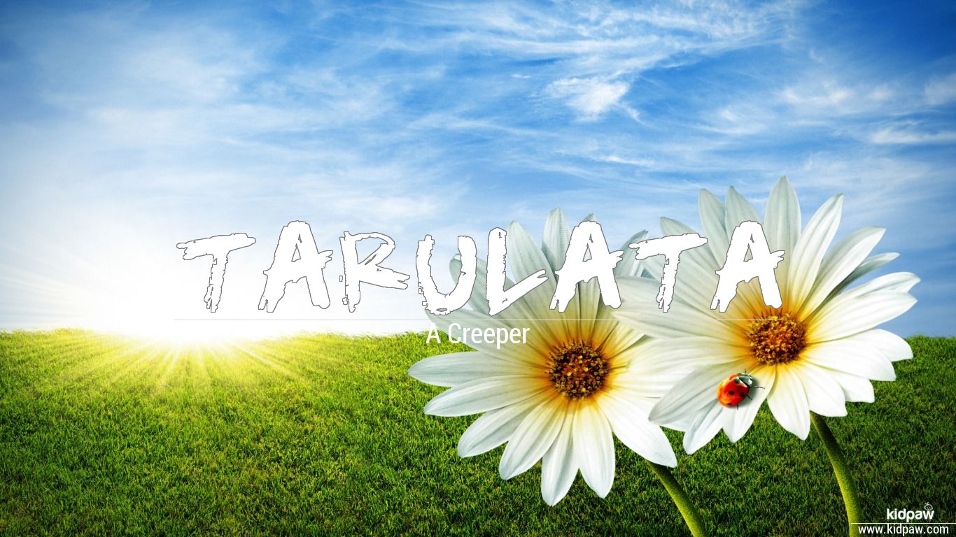 Tarulata 3D Name Wallpaper for Mobile, Write तरुलता Name on Photo Online